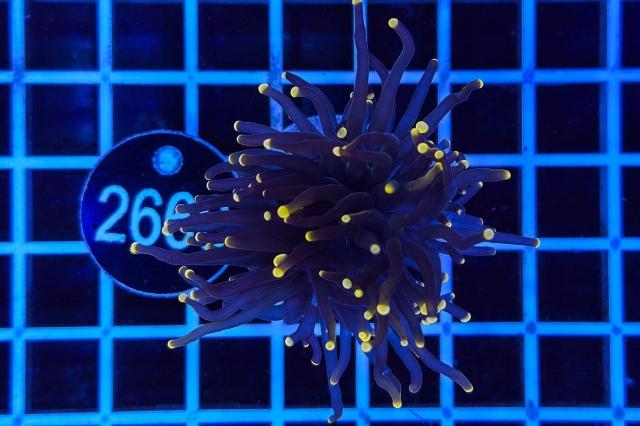 Euphyllia glabrescens - 2669_21