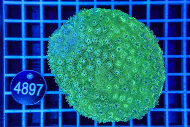 Turbinaria - 4897_21