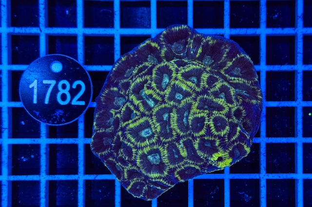 Favia - 1782_23