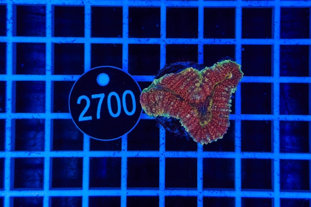 Lobophyllia