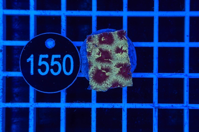 Favia - 1550_23