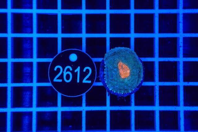 Chalice Ableger - 2612_23