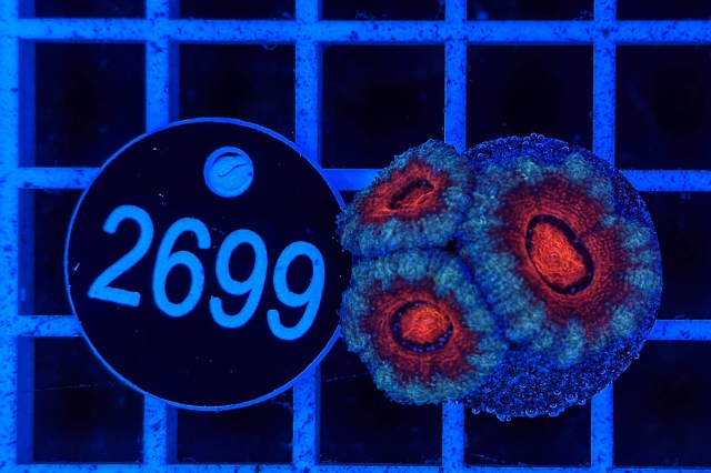 Acanthastrea lordhowensis