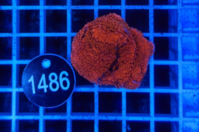 Montipora