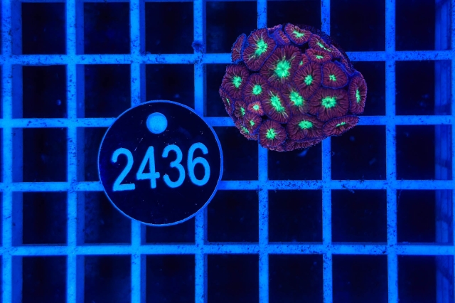 Blastomussa merleti - 2436_20
