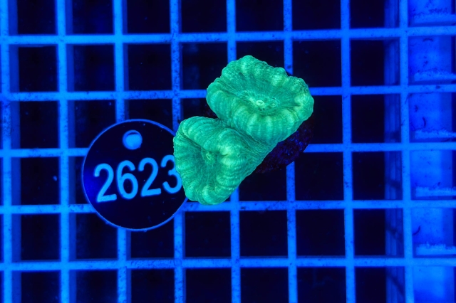 Caulastrea