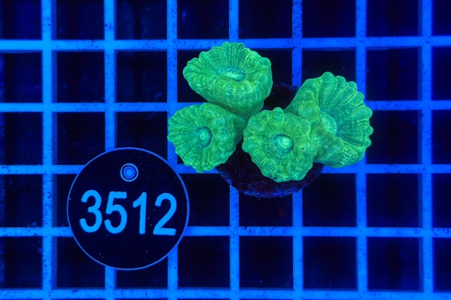 Caulastrea