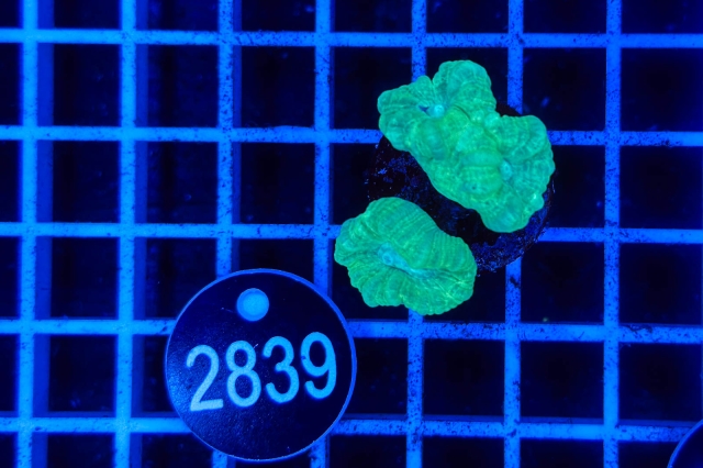 Caulastrea - 2839_20