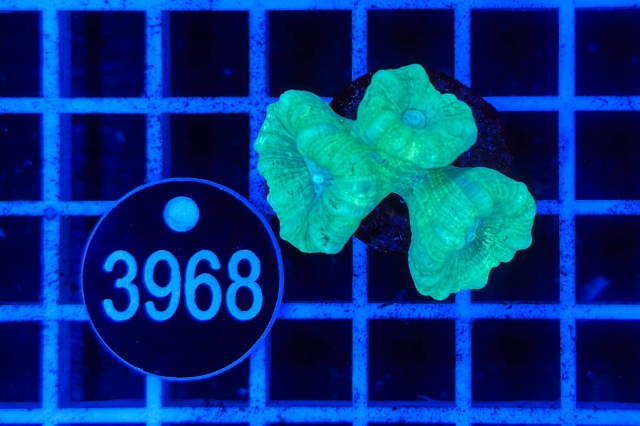 Caulastrea