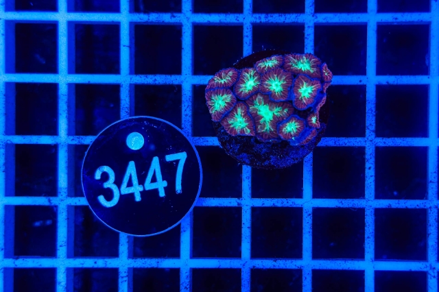 Blastomussa merleti - 3447_20