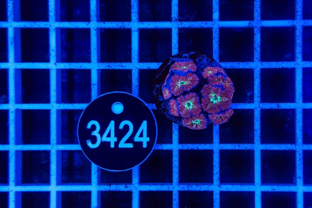 Blastomussa merleti - 3424_20