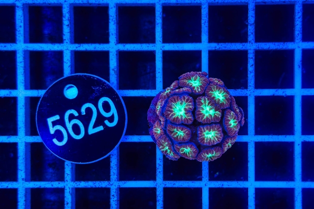 Blastomussa merleti - 5629_20