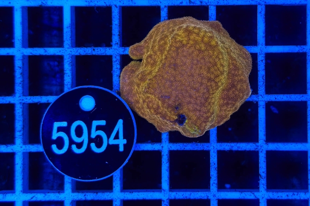 Montipora - 5954_20
