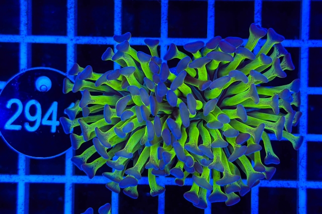 Euphyllia paraancora