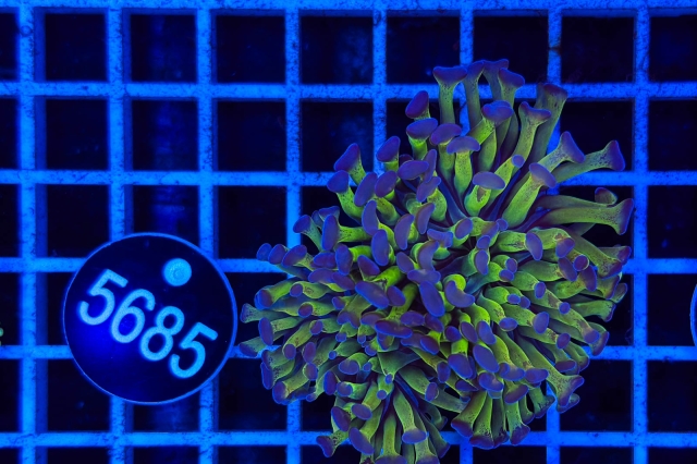 Euphyllia paraancora