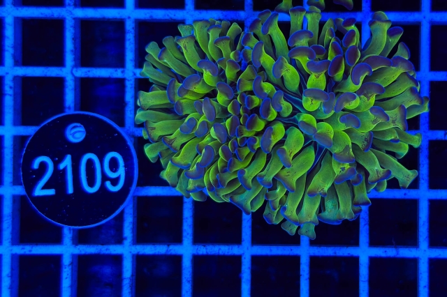 Euphyllia paraancora