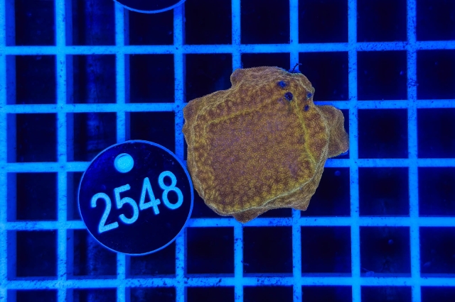 Montipora