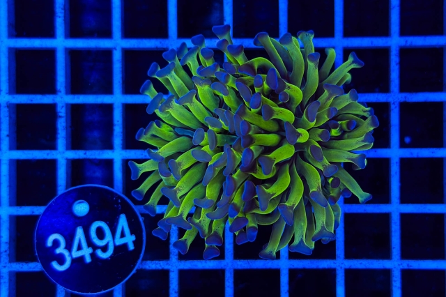 Euphyllia paraancora - 3494_20