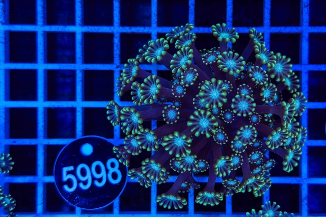 Alveopora  - 5998_20