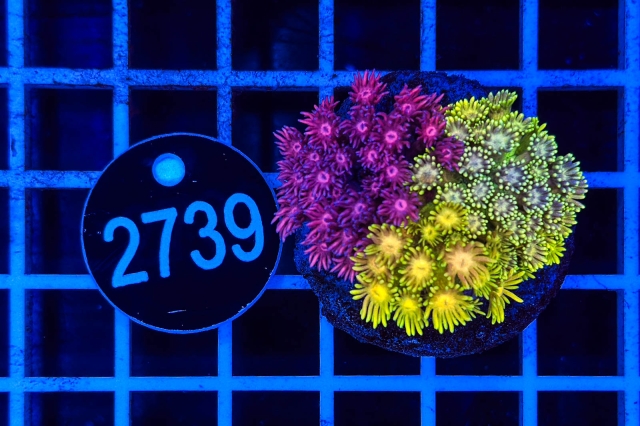 Goniopora Garden - 2739_20