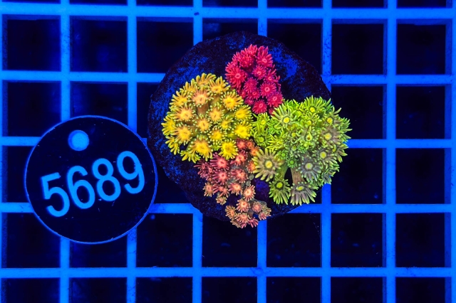 Goniopora Garden - 5689_20