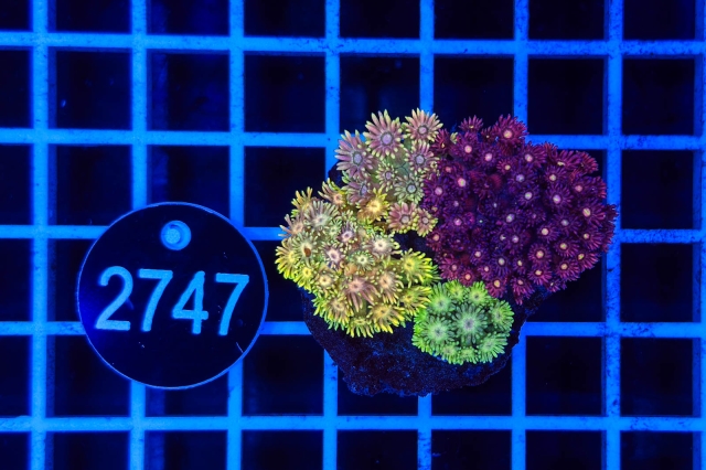 Goniopora Garden - 2747_20
