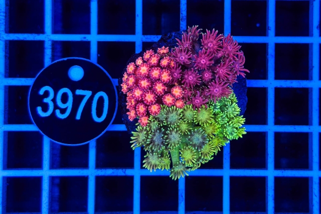 Goniopora Garden - 3970_20