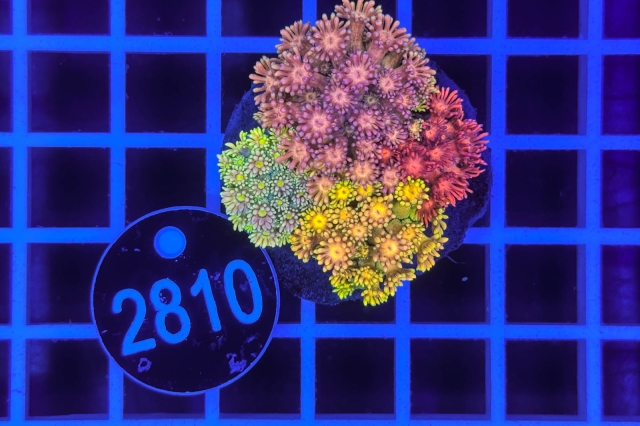 Goniopora Garden - 2810_20