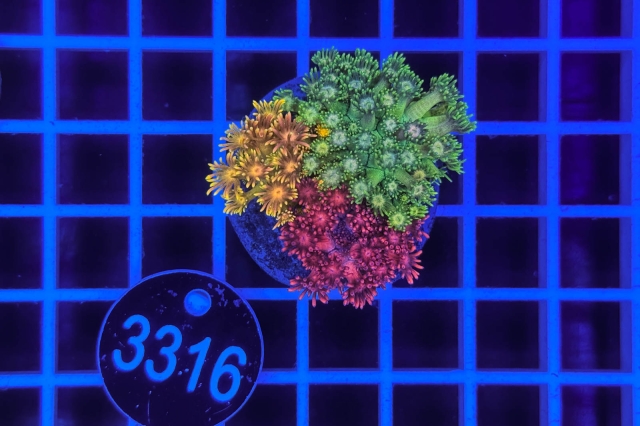 Goniopora Garden - 3316_20