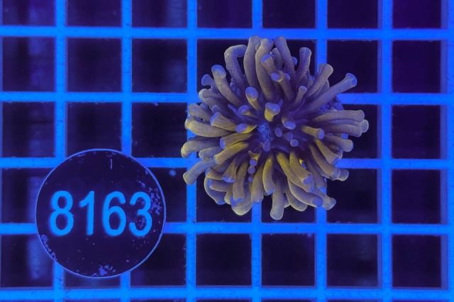 Euphyllia glabrescens Baby Tiger  Torch Euphyllia glabrescens Baby Tiger  Torch