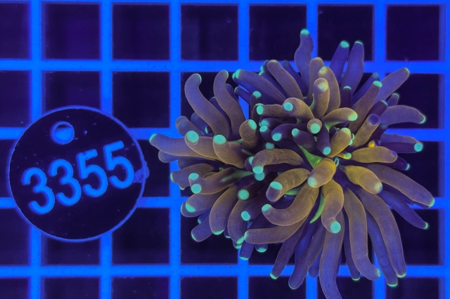 Euphyllia glabrescens Baby Tiger  Torch - 3355_20