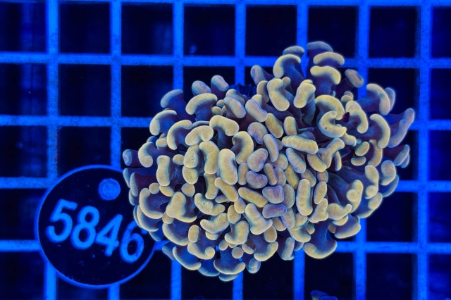 Euphyllia paraancora Euphyllia paraancora