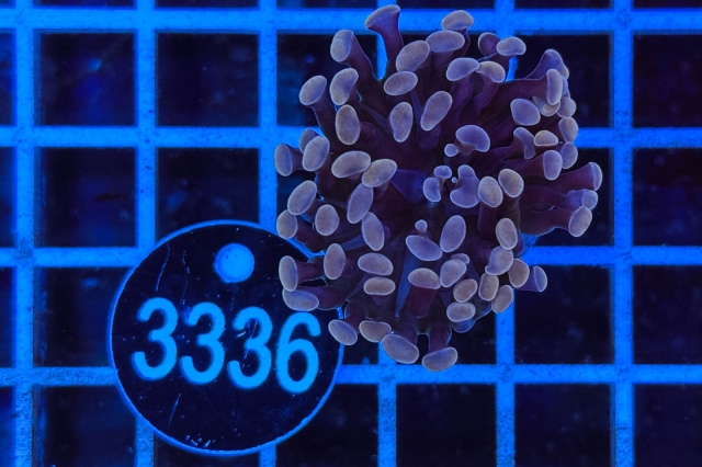 Euphyllia paraancora - 3336_20