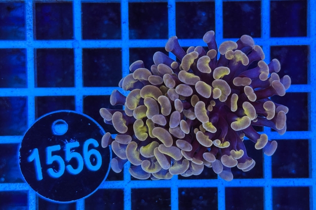 Euphyllia paraancora - 1556_20