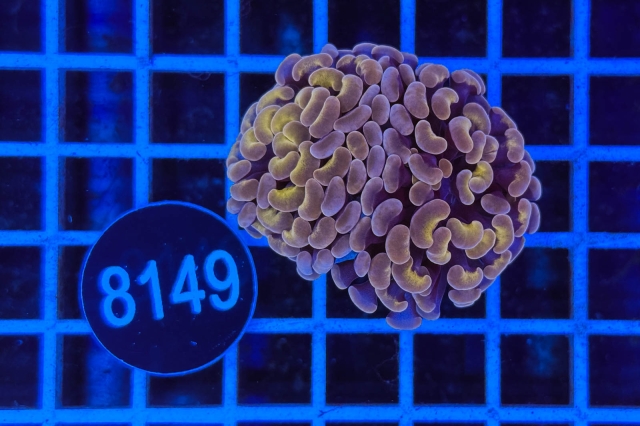 Euphyllia paraancora - 8149_20