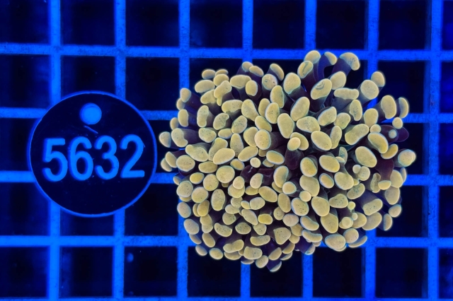 Euphyllia paraancora - 5632_20