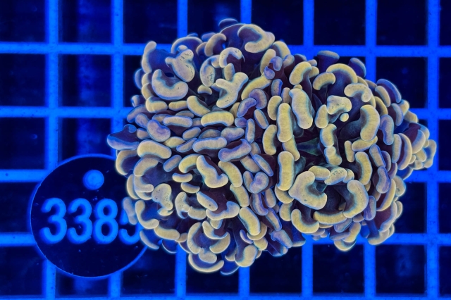 Euphyllia paraancora - 3385_20