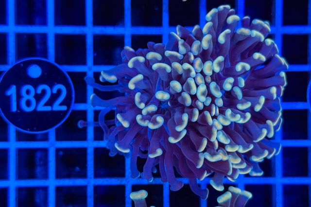 Euphyllia paraancora - 1822_20