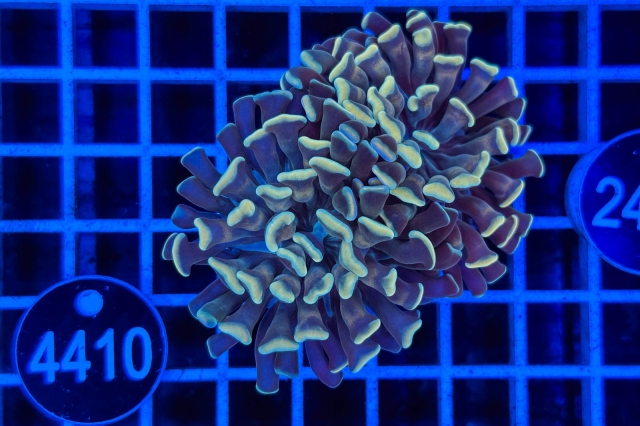 Euphyllia paraancora - 4410_20