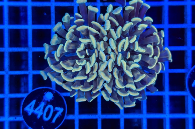 Euphyllia paraancora - 4407_20