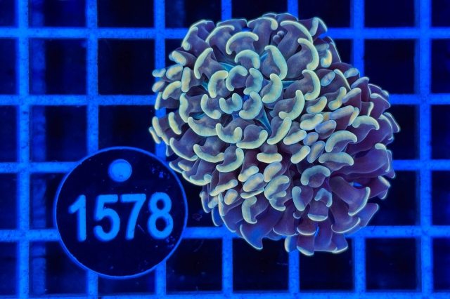 Euphyllia paraancora - 1578_20