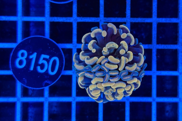 Euphyllia paraancora - 8150_20