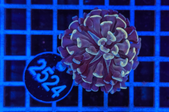 Euphyllia paraancora - 2524_20