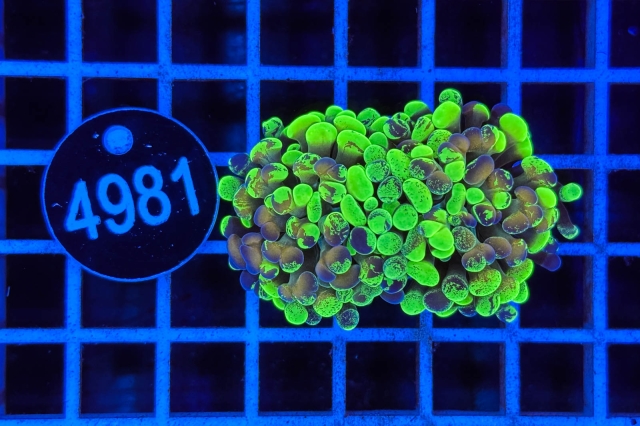 Euphyllia paraancora - 4981_20