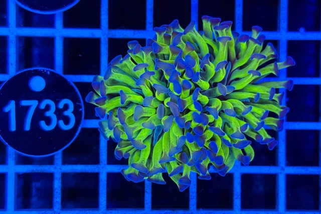 Euphyllia paraancora - 1733_20