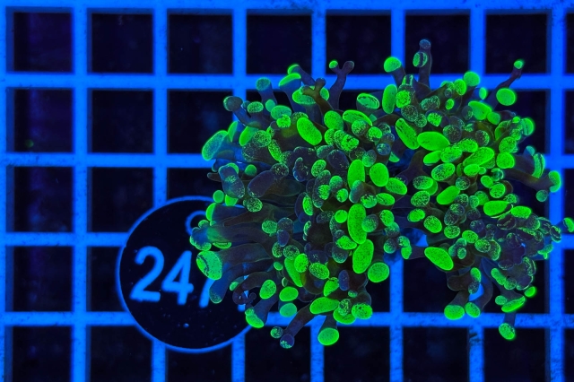 Euphyllia paradivisa