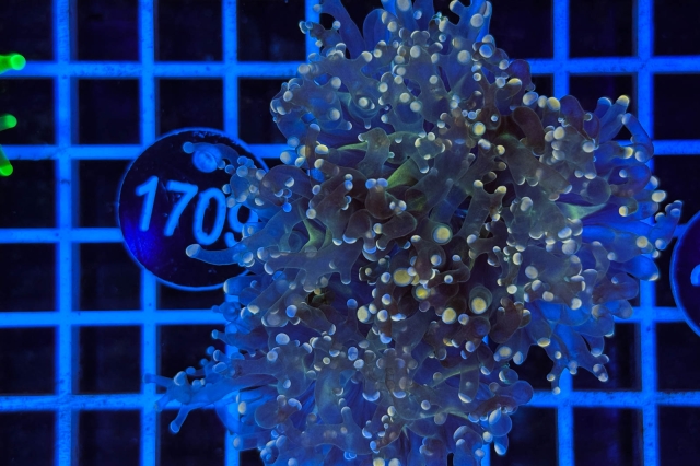 Euphyllia paradivisa