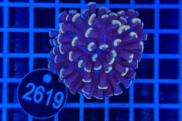 Euphyllia paraancora - 2619_20