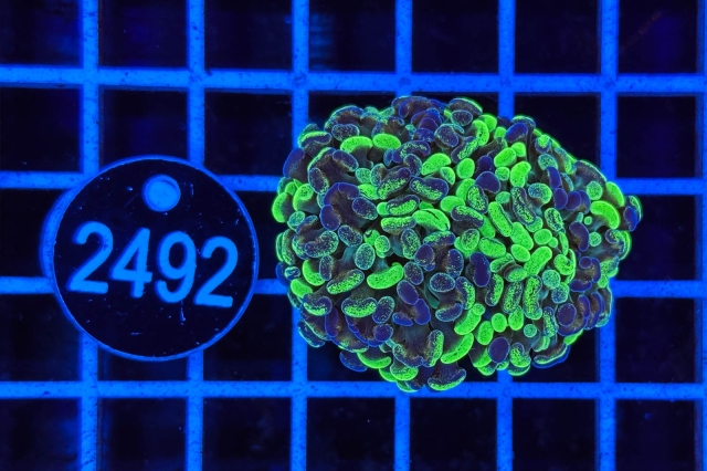 Euphyllia paraancora Euphyllia paraancora