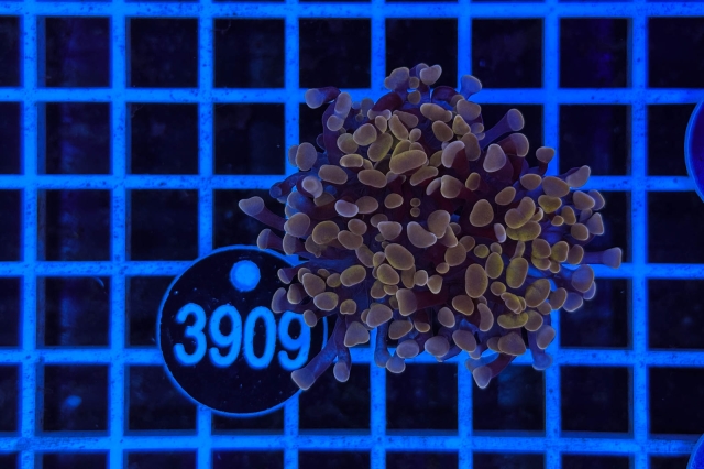 Euphyllia paradivisa